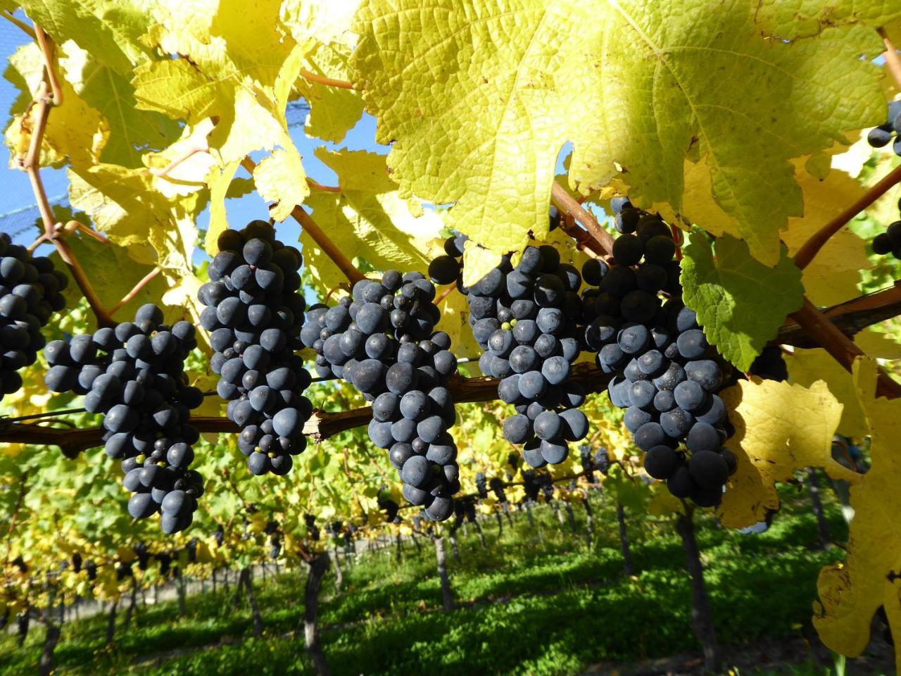 Grey Ridge Vineyard Experience Bed & Breakfast Alexandra Dış mekan fotoğraf